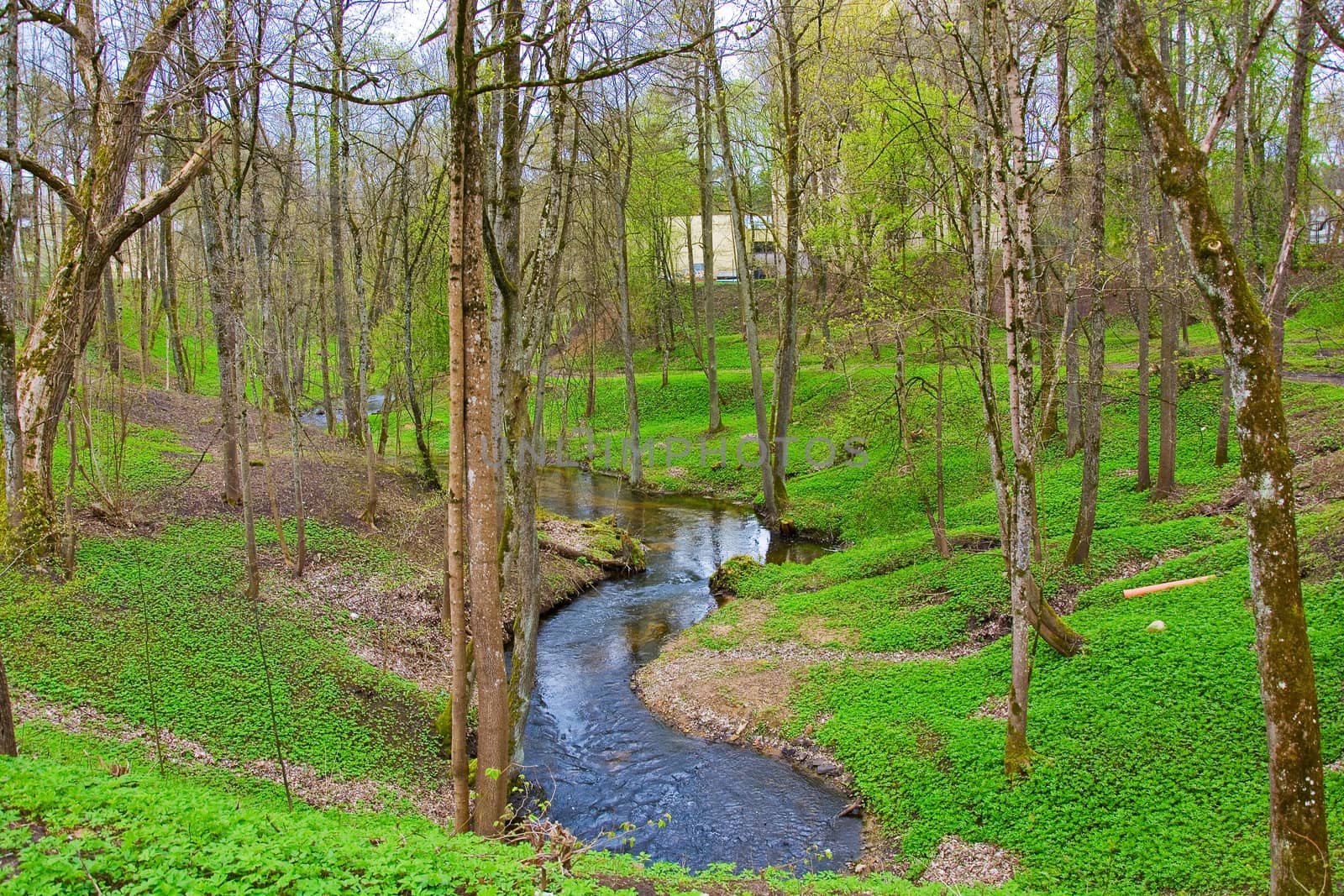 forest stream flowing among the trees and grass