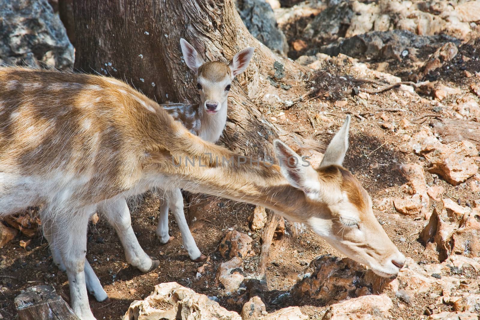 Young deer grazing with a newborn fawn by Grommik