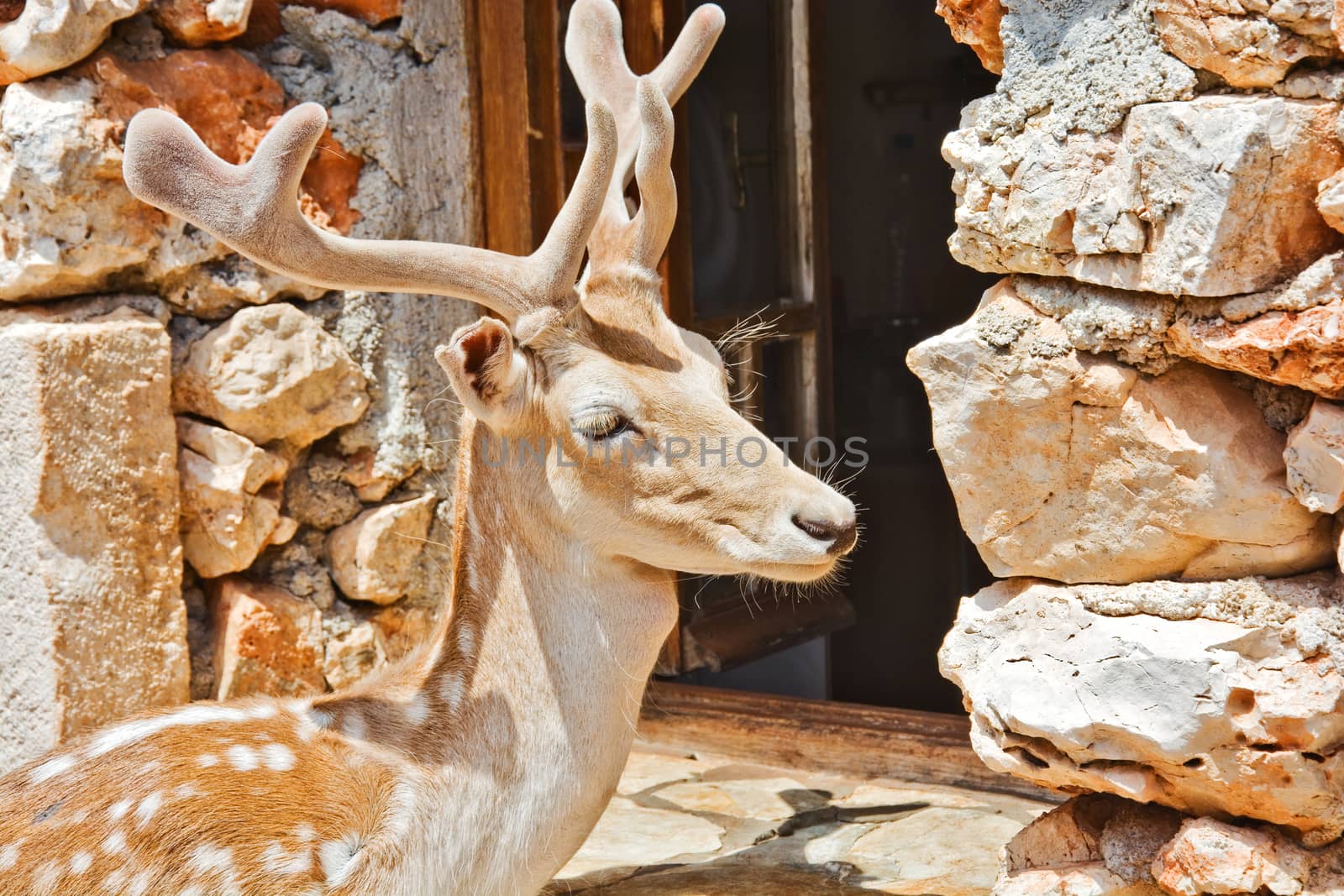 A young deer with velvet antlers standing beside an open window by Grommik