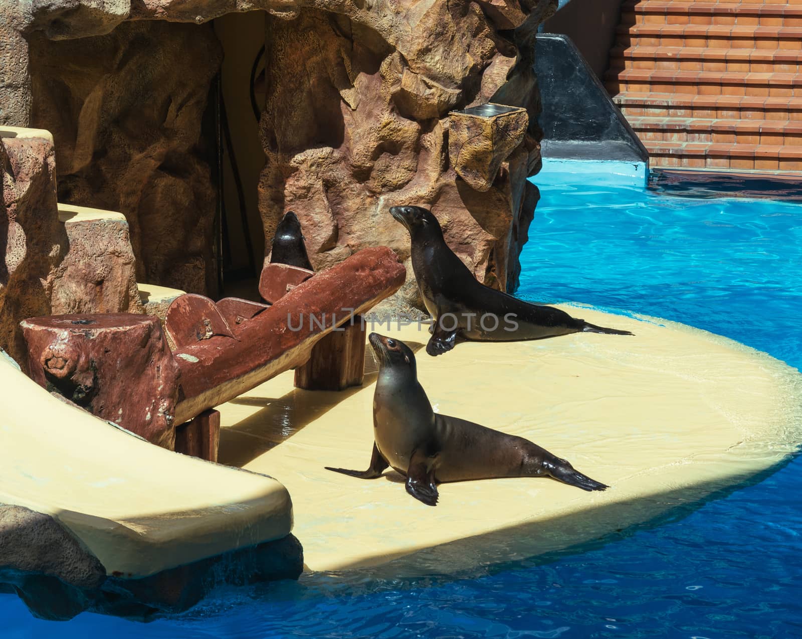 Marine seals around the pool before the presentation, by Grommik