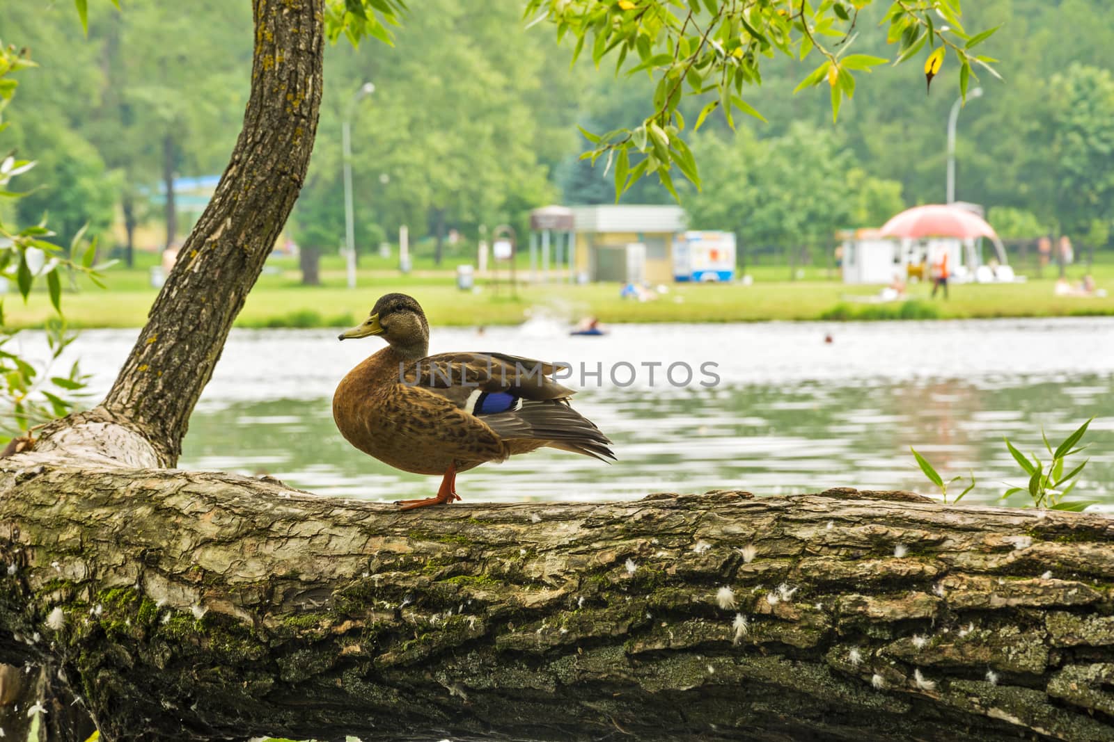 Wild duck standing on a tree bent over the body of water where people relax
