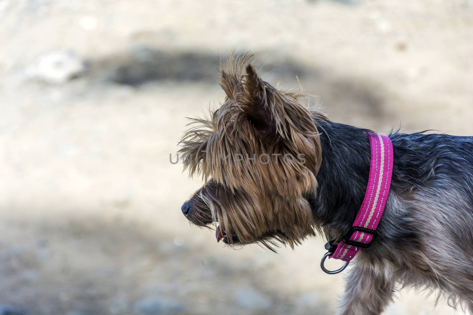 Home terrier dog walking on the street. At the dog wearing a pink collar.