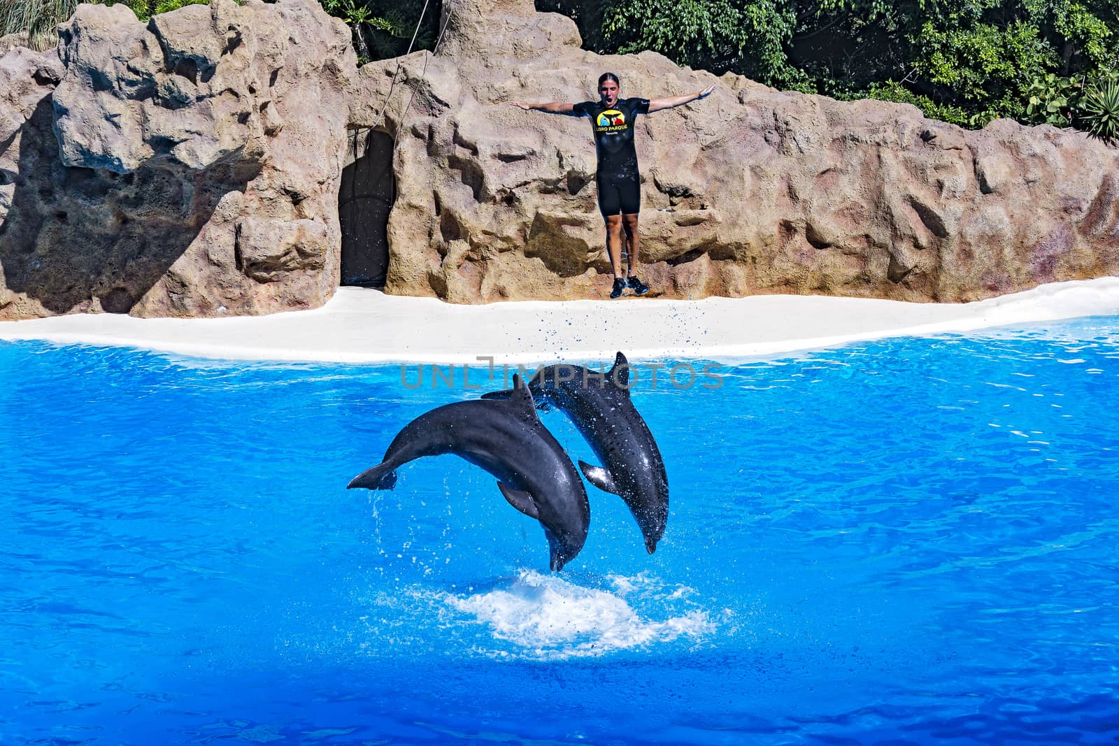 Dolphin show in the Loro Parque (Loro Parque), two dolphin trainer pushed out of the water, 13.09.2016, (Tenerife, Spain).