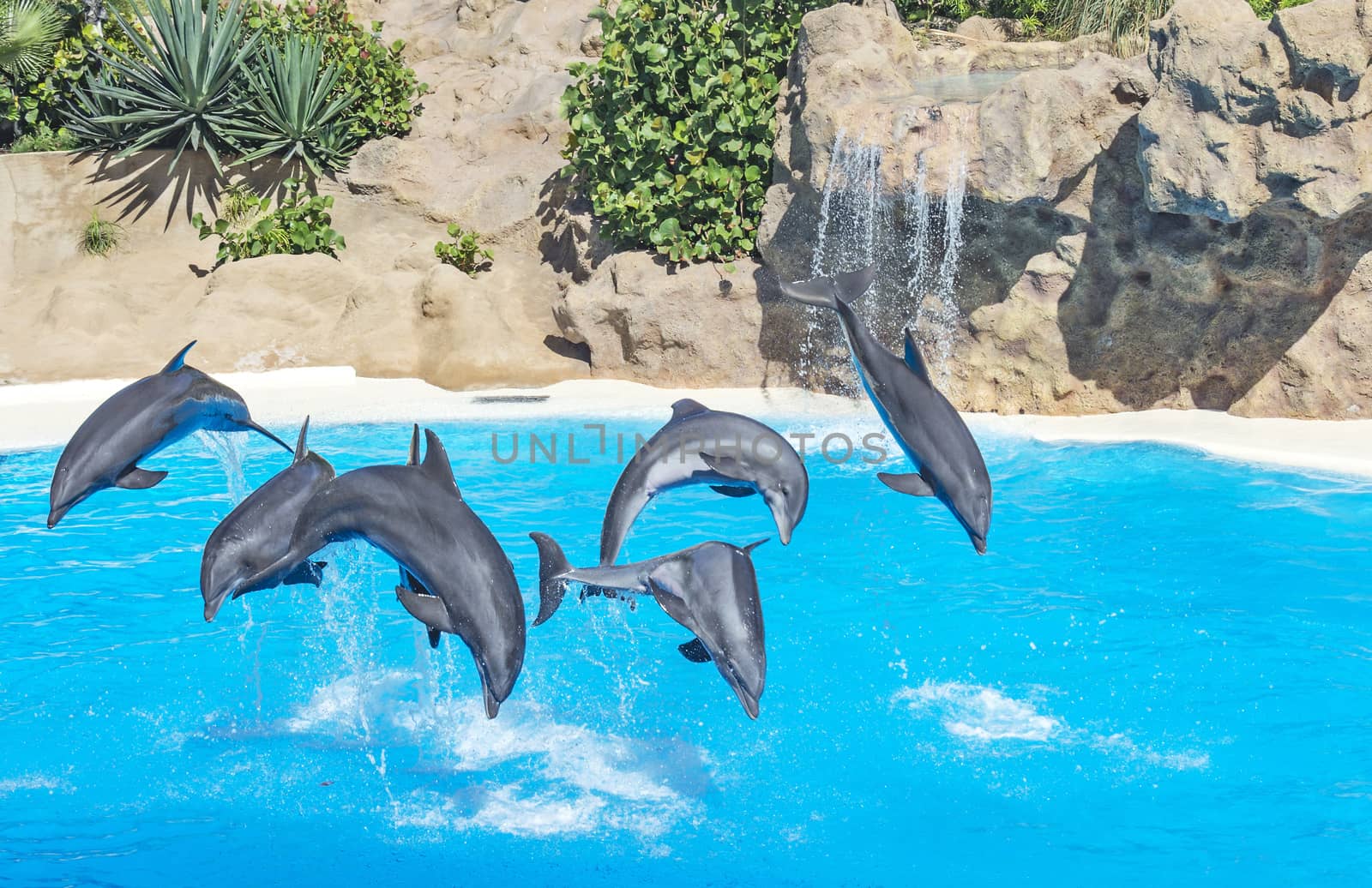 Six dolphins jumping out of the water at the same time by Grommik