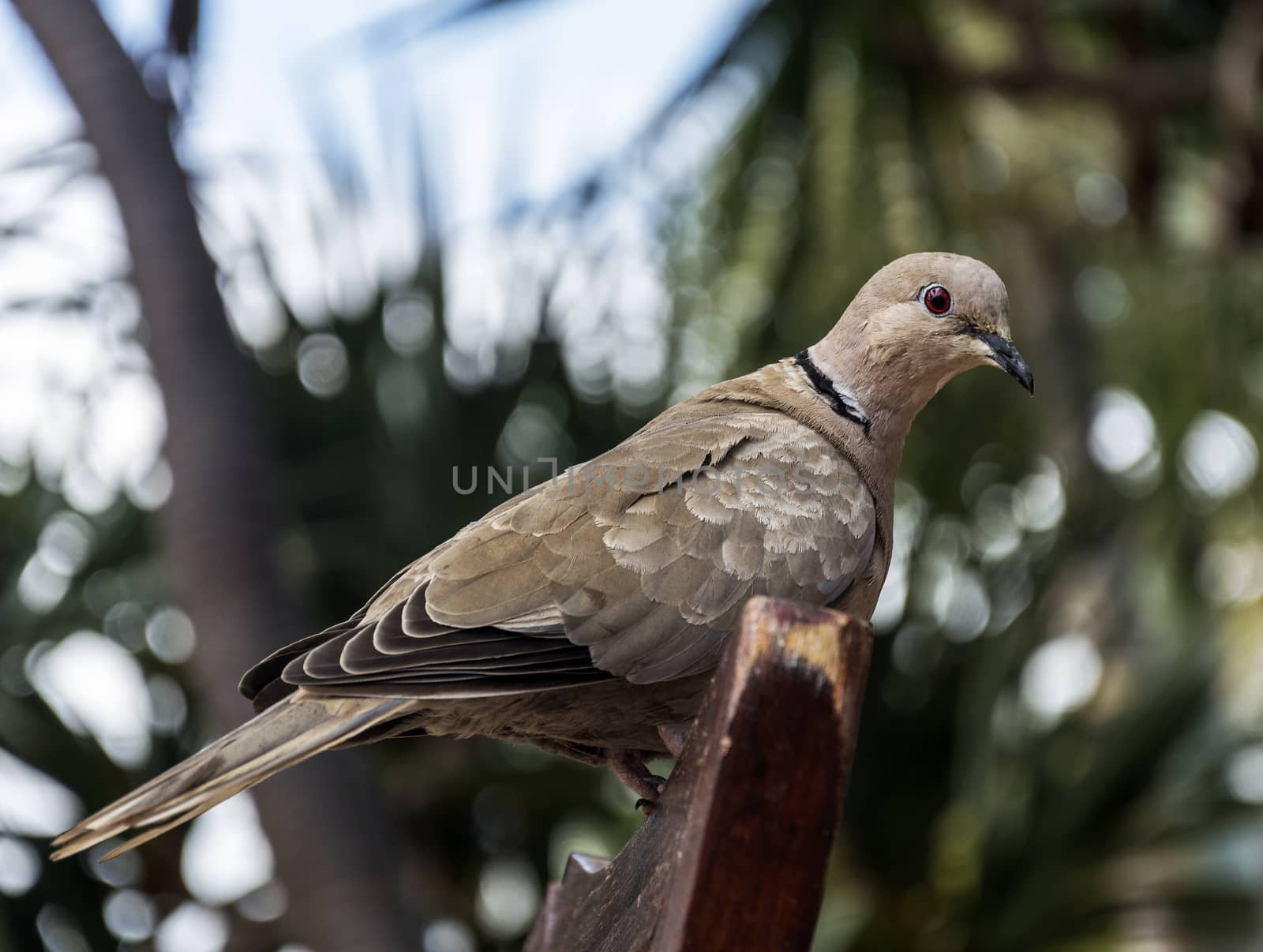 Wild pigeon with a brown coat color sits on a wooden element of home interior