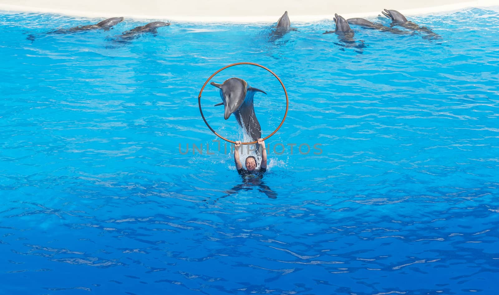 Dolphin show in the Loro Parque (Loro Parque), a dolphin jumping into the hoop in the hands of the trainer, 13.09.2016, (Tenerife, Spain).