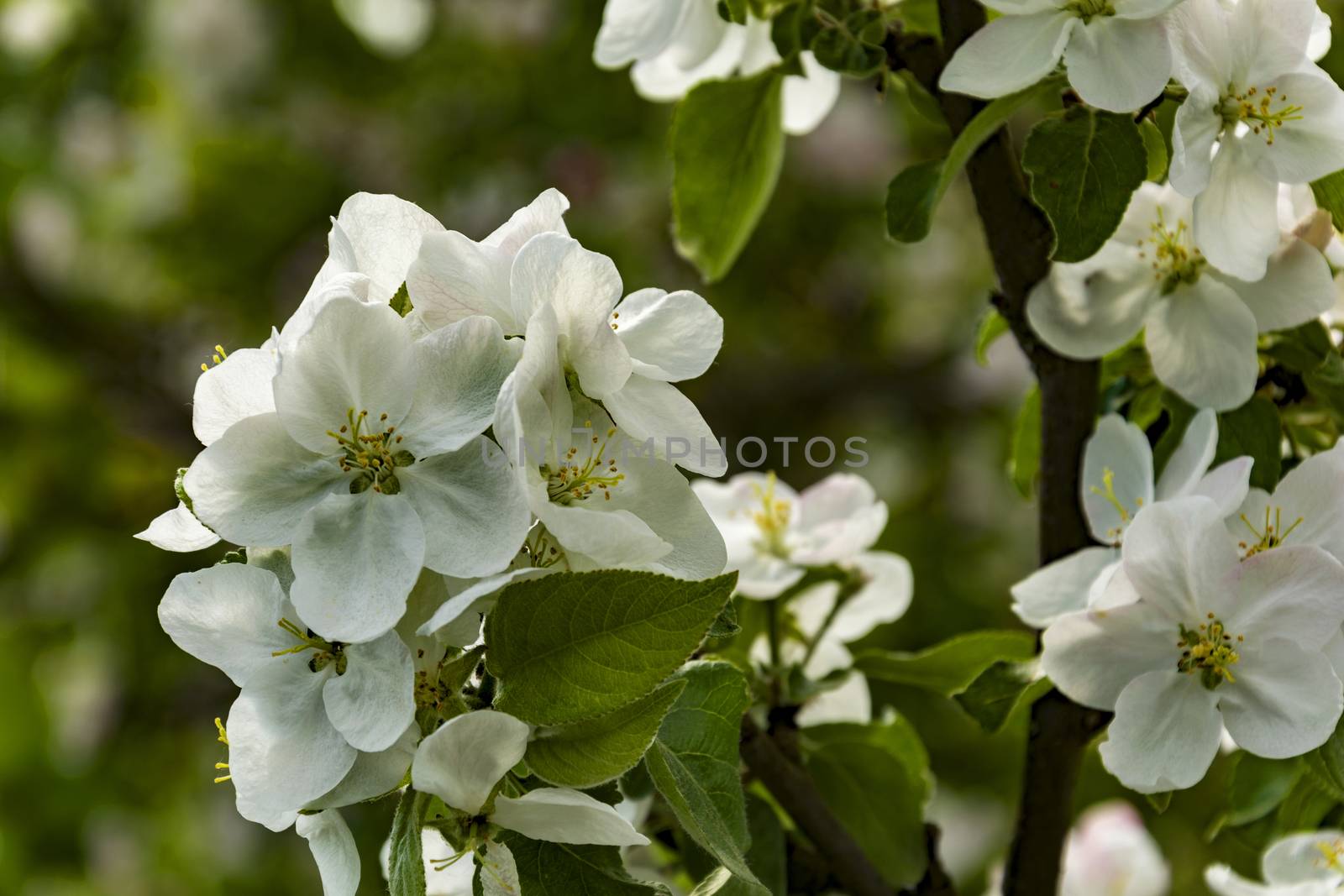 White flowers apple blossom by Grommik