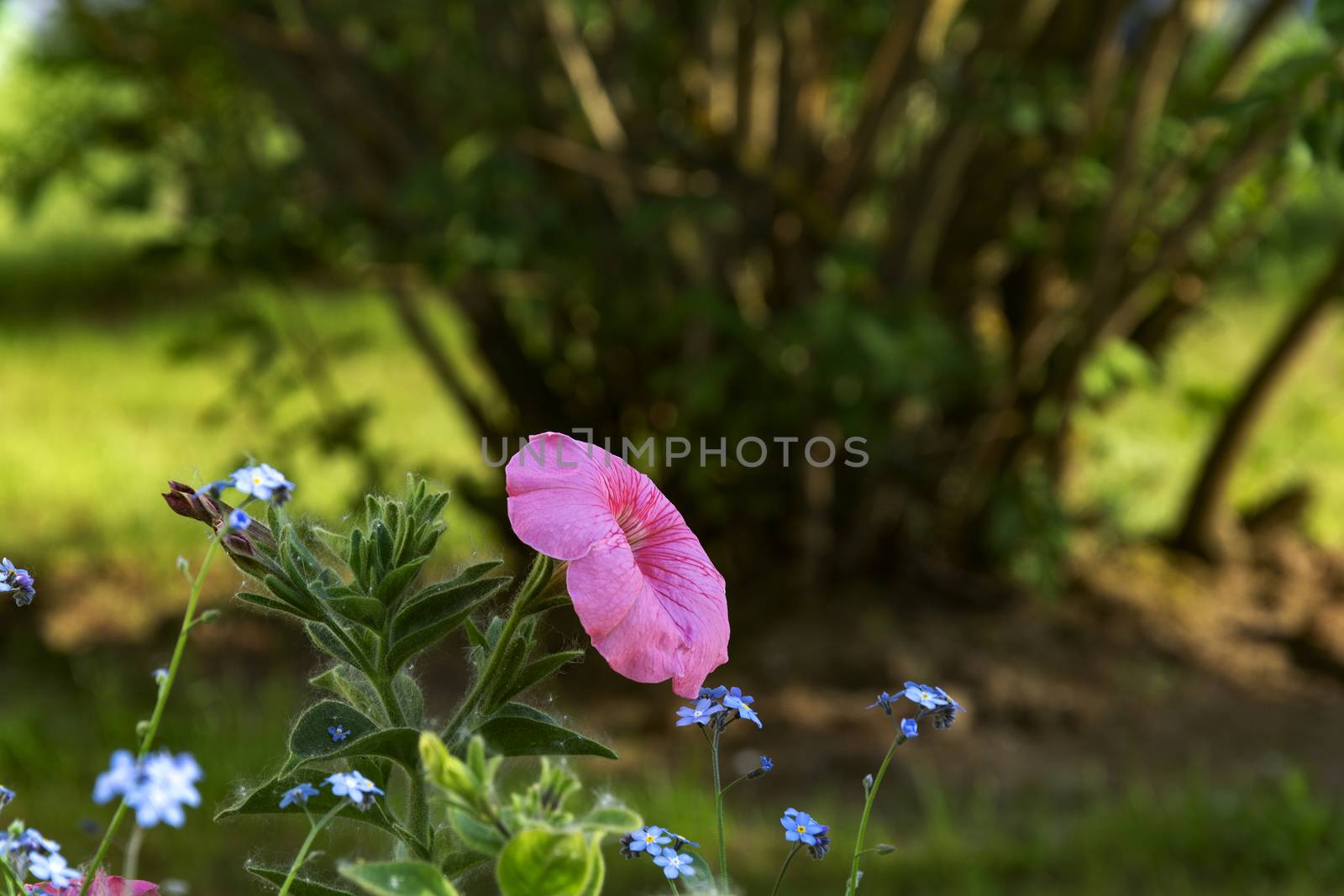 Flowers pink petunias by Grommik