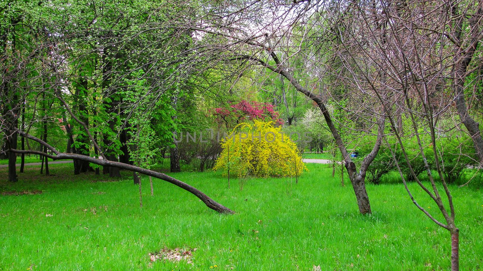 Yellow bush among green vegetation by Grommik