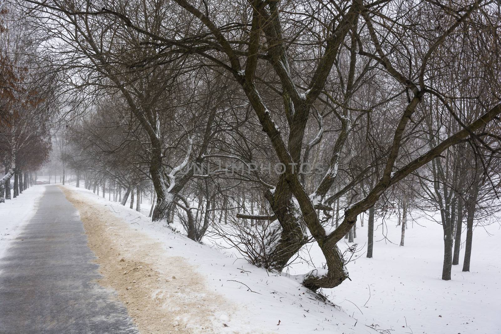 Alley in a public park during a snowfall