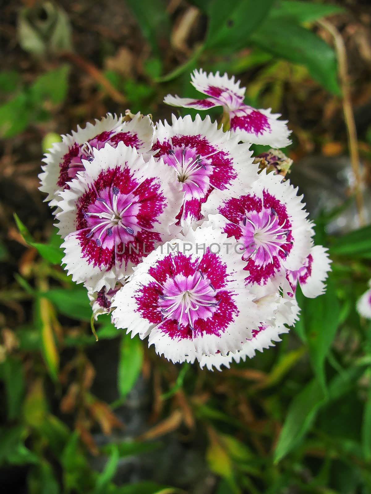 Blooming Phlox flowers by Grommik
