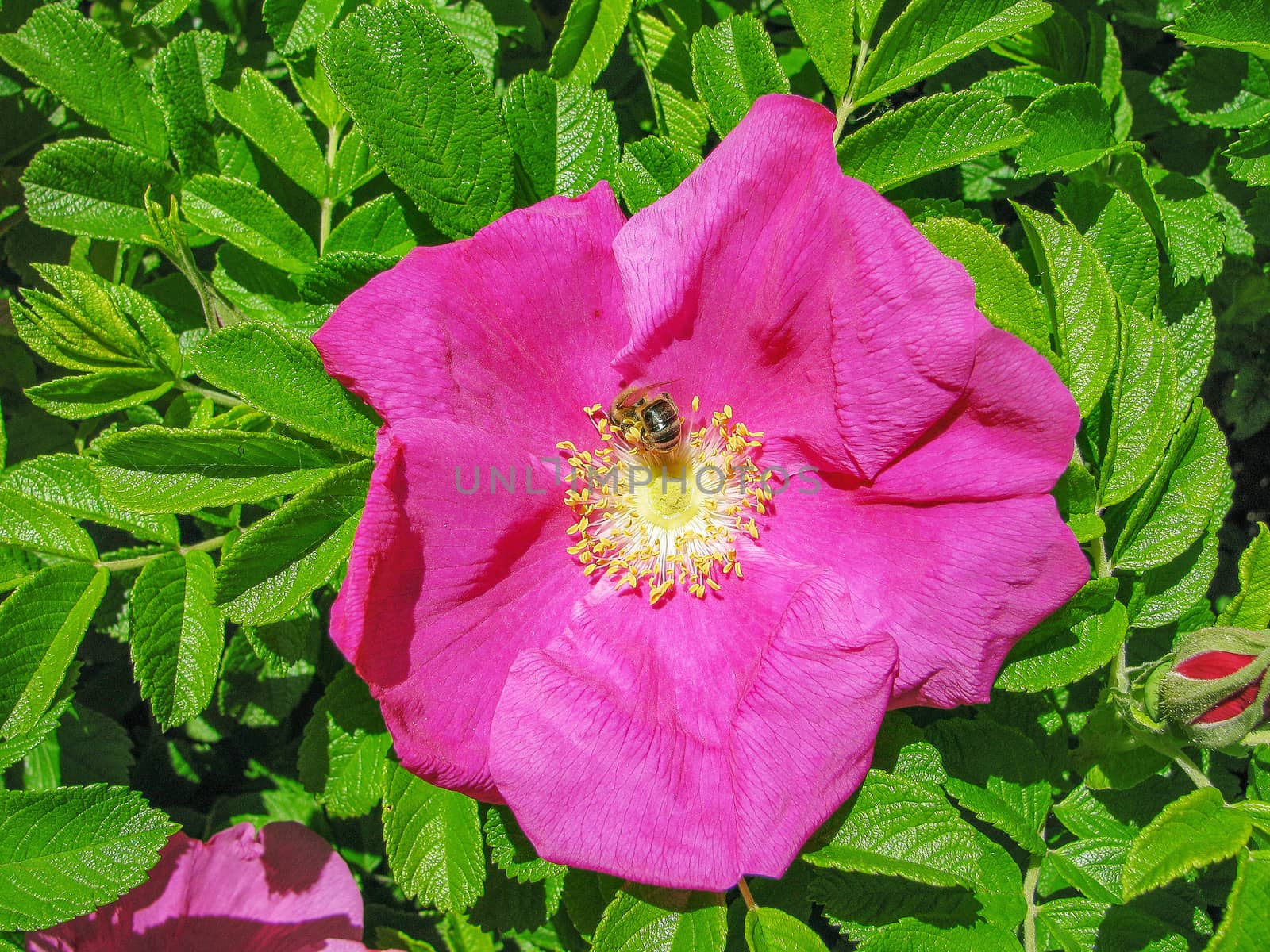 Pink wild rose flower                       