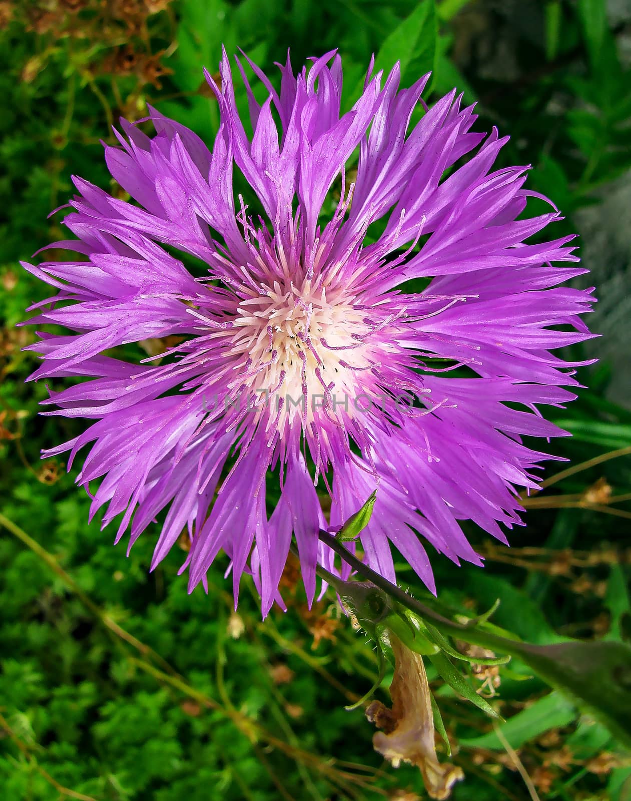 Herb of the family Asteraceae - Centaurea by Grommik