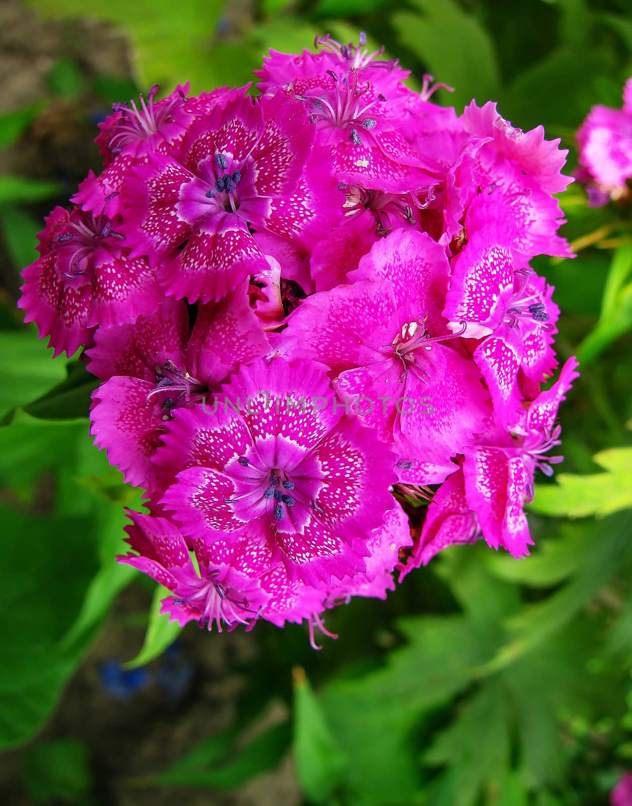 Flowers phlox - genus of herbaceous plants            