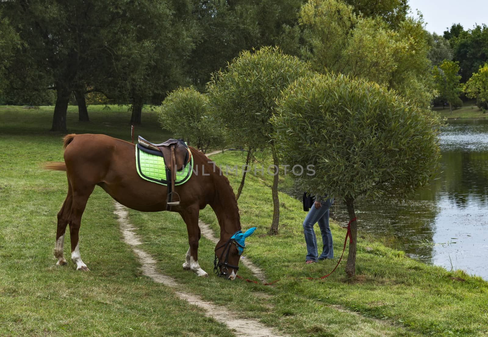 Horse nibbling grass on the shore of the pond by Grommik