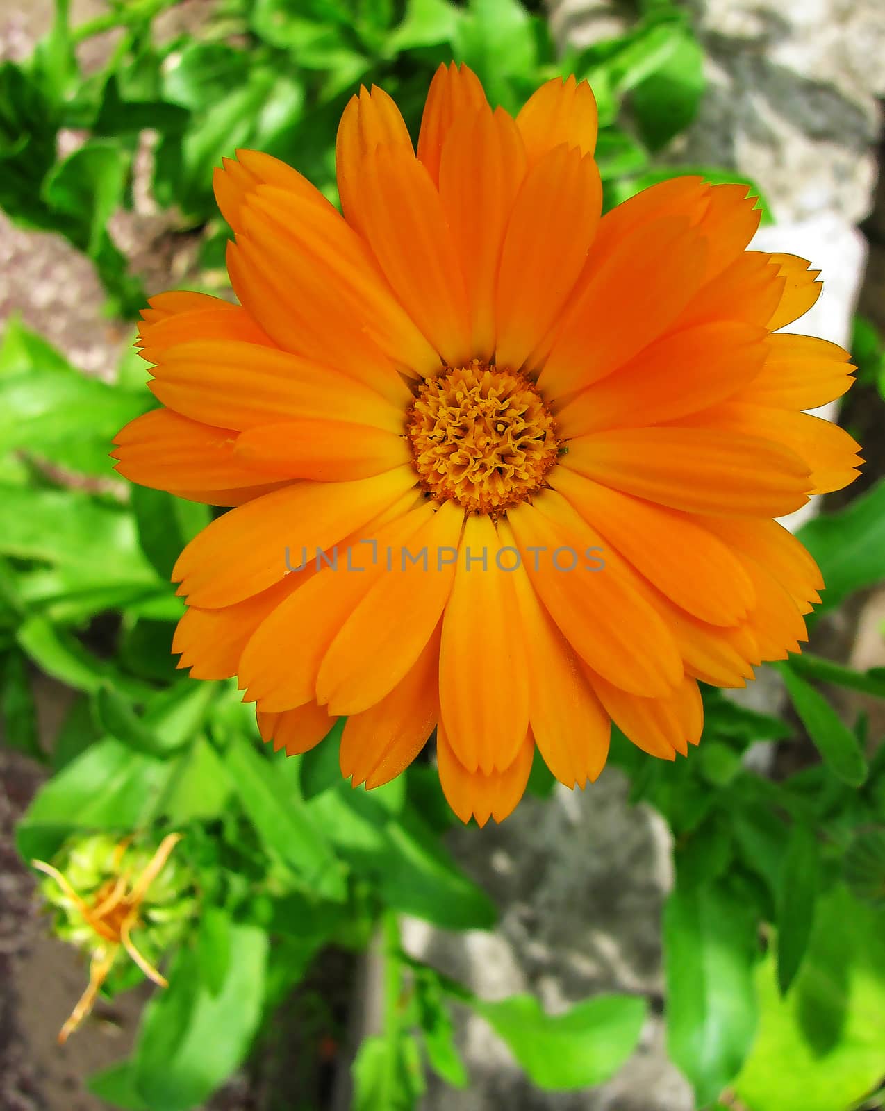 Orange flower calendula by Grommik