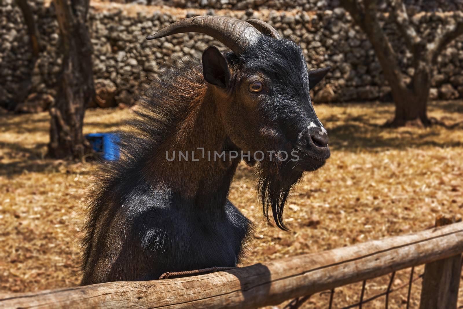 Head of black ram stands on a wooden fence