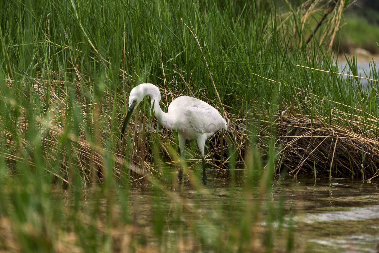 According to the water along the coastal bush is a small white heron looking for food