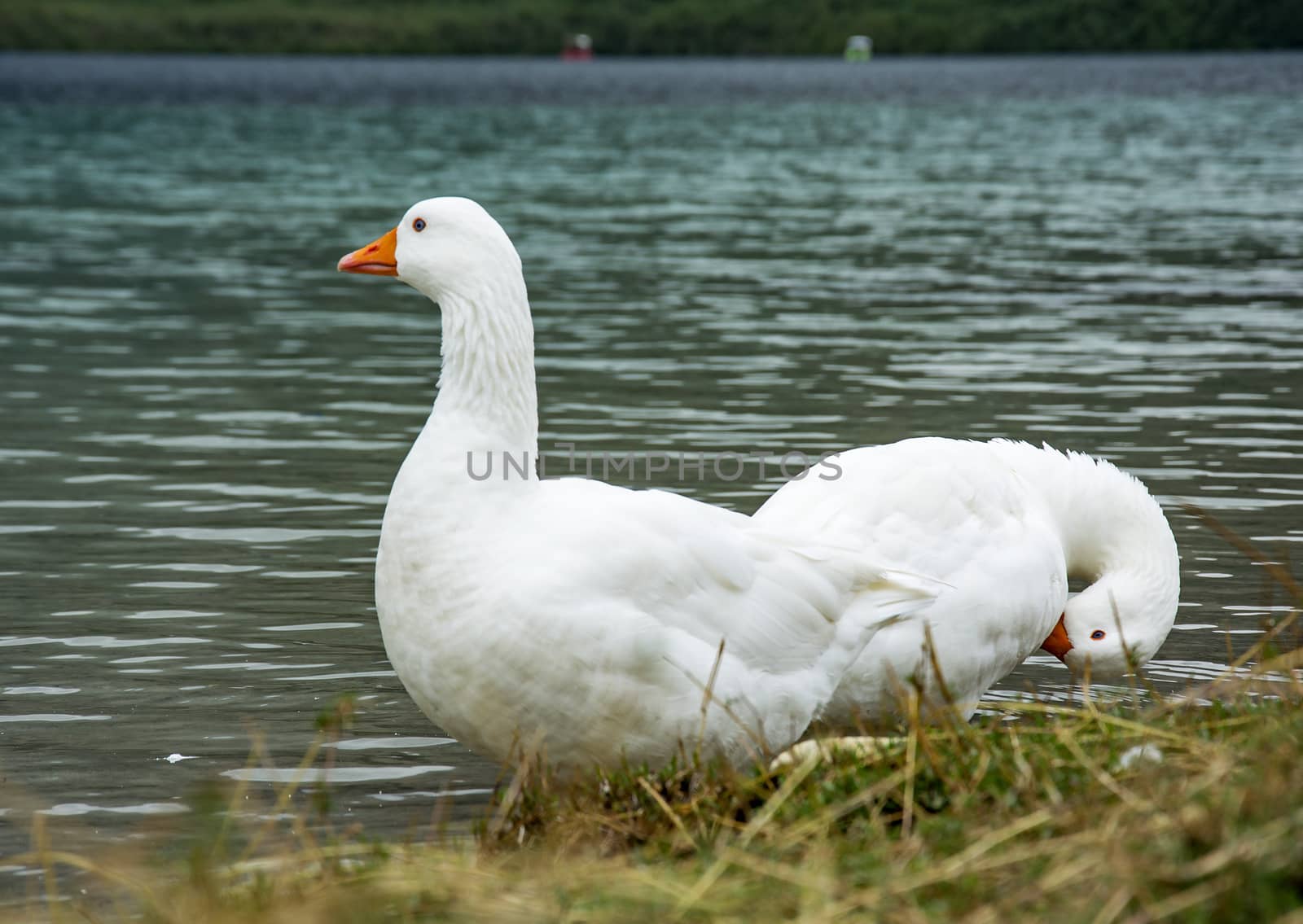 On the waterfront are two white goose