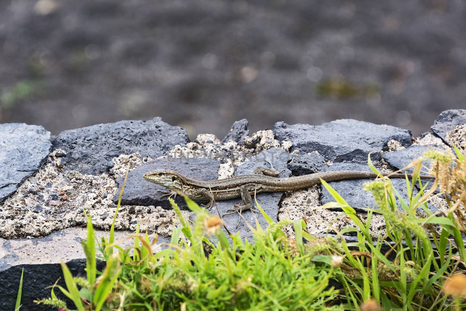 A lizard with a long tail, crawling on the rocks in the wild by Grommik