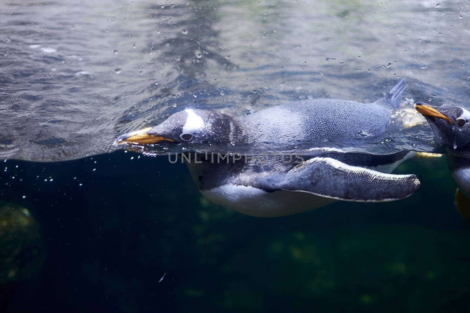 Lone penguin swimming in the ocean, darkness, plants, black and white