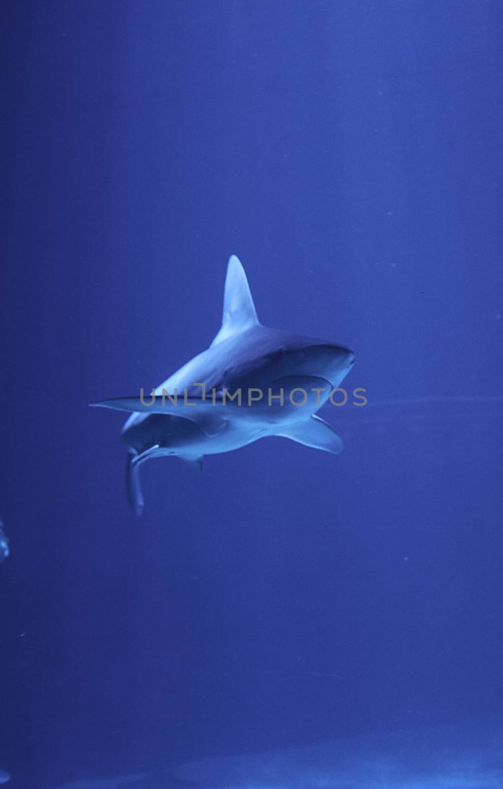 Gray shark swimming in the ocean , rocks, fish, sand, light, blue