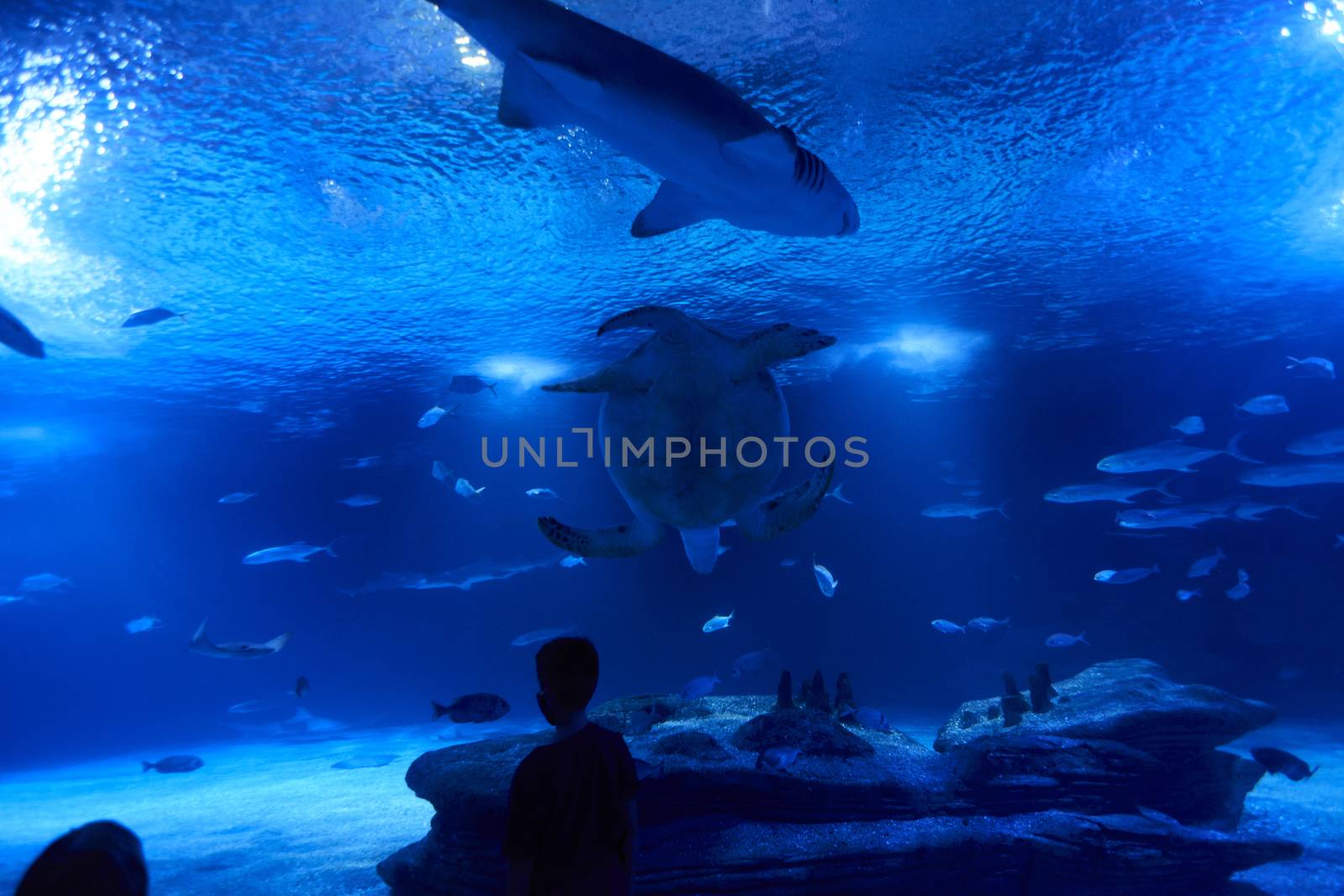 Boy watching shark, fish and turtle, great ocean, rocks, blue