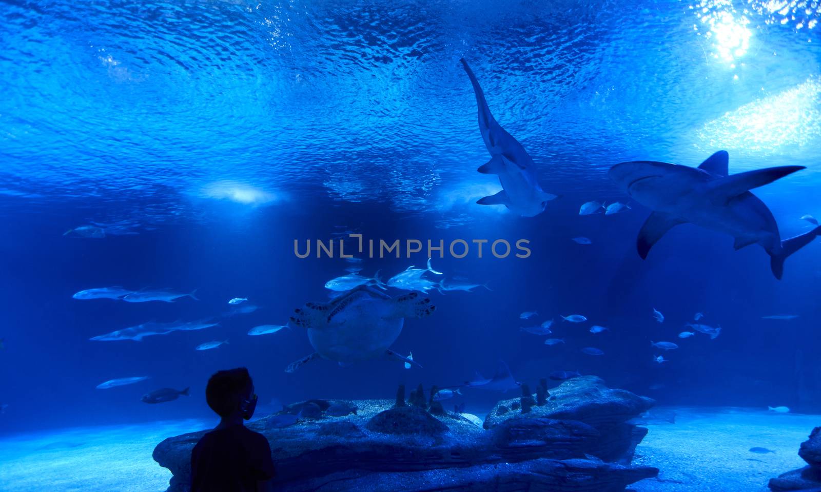 Boy watching shark, fish and turtle, great ocean, rocks, blue