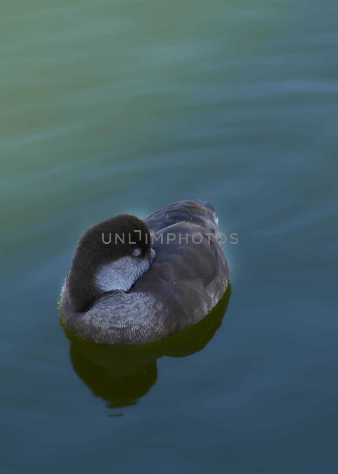 Hawaiian goose with head under wing, lonely, rested, sleeping