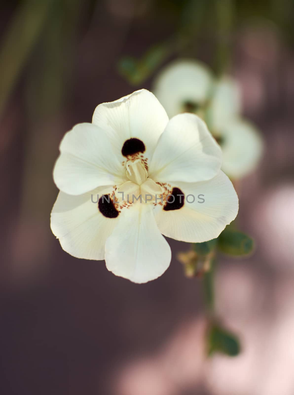 White flower with black petals, by raul_ruiz