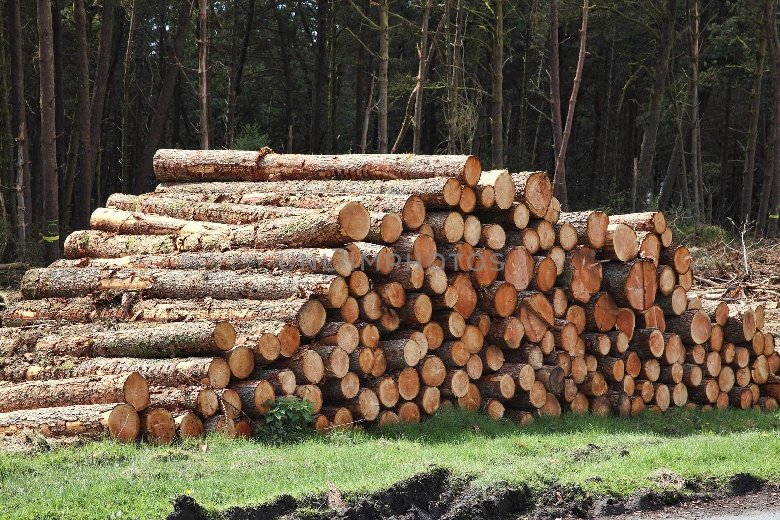 Forest pine trees log trunks felled by the logging timber industry which may have an environment conservation impact stock photo