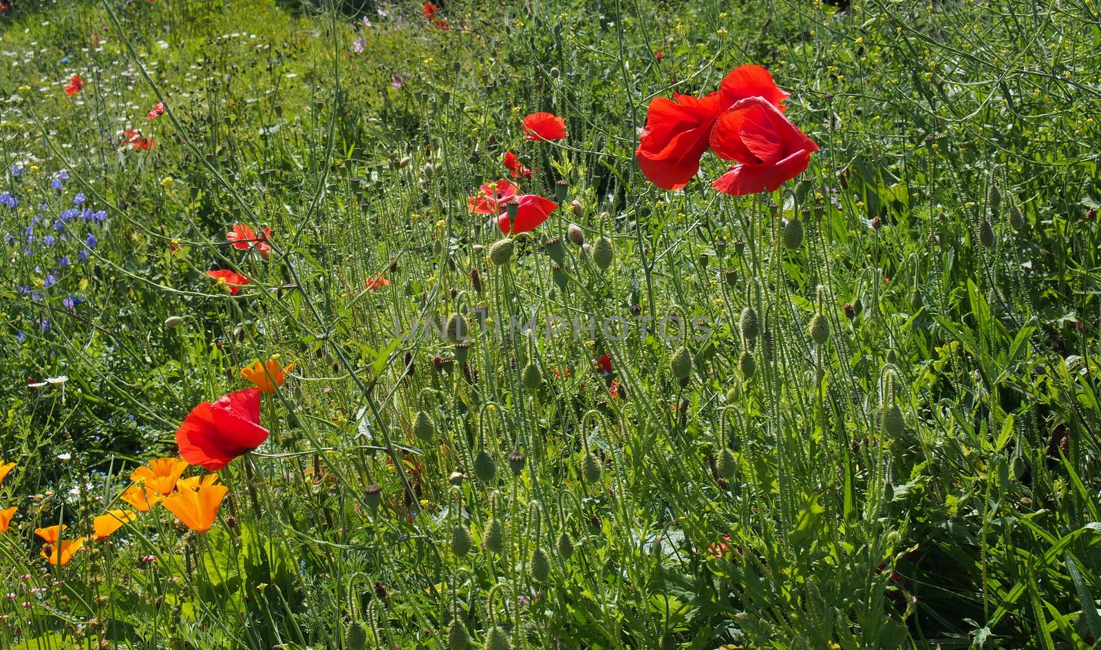 red and yellow poppy flowers with growing with other wildflowers in a summer meadow