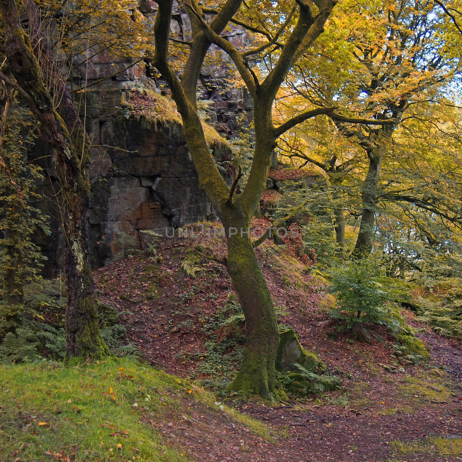 forest trees in a rocky valley with golden yellow autumn leaves and a dirt pathway in calderdale west yorkshire