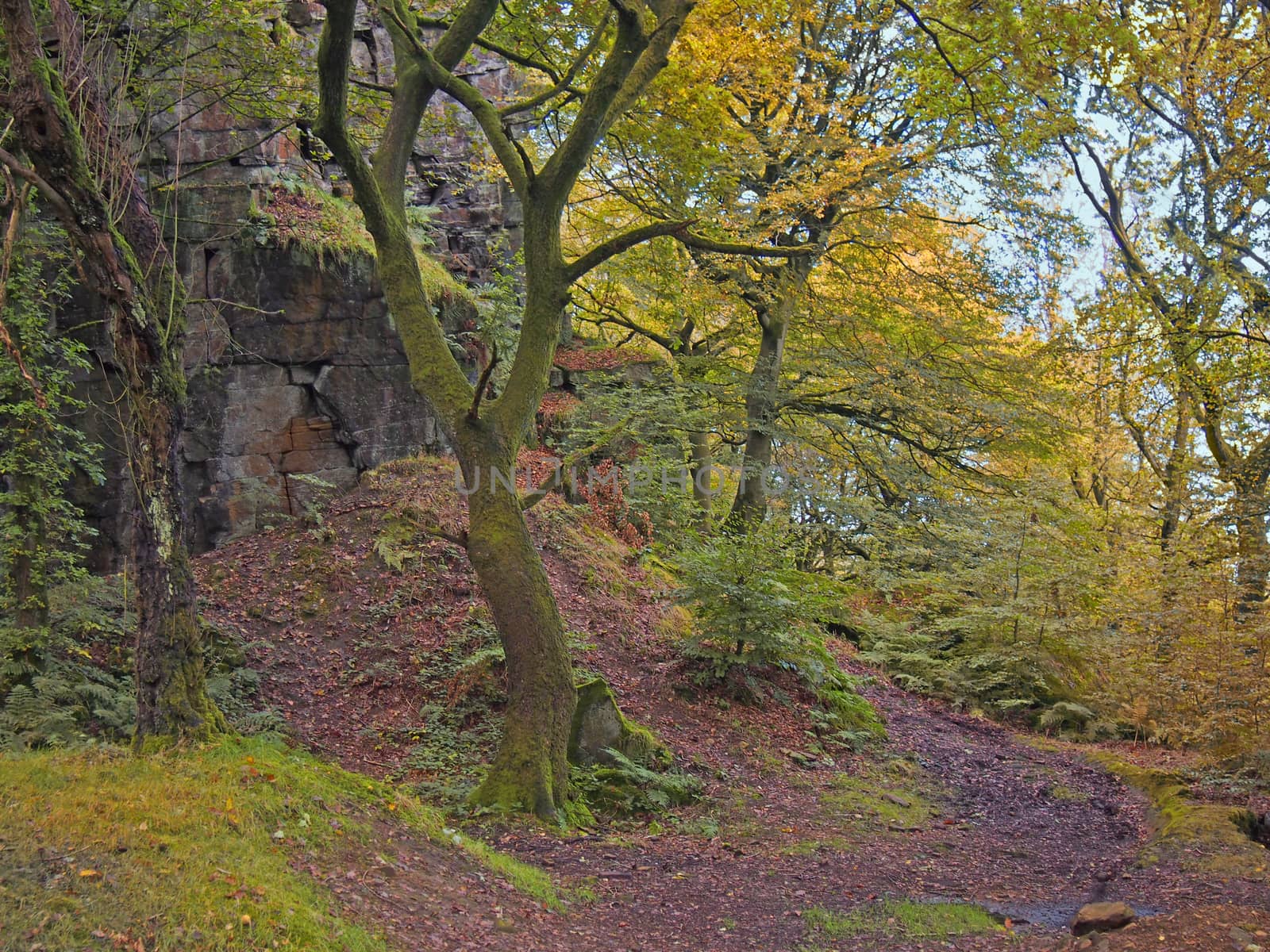 forest trees in a rocky valley with golden yellow autumn leaves and a dirt pathway in calderdale west yorkshire