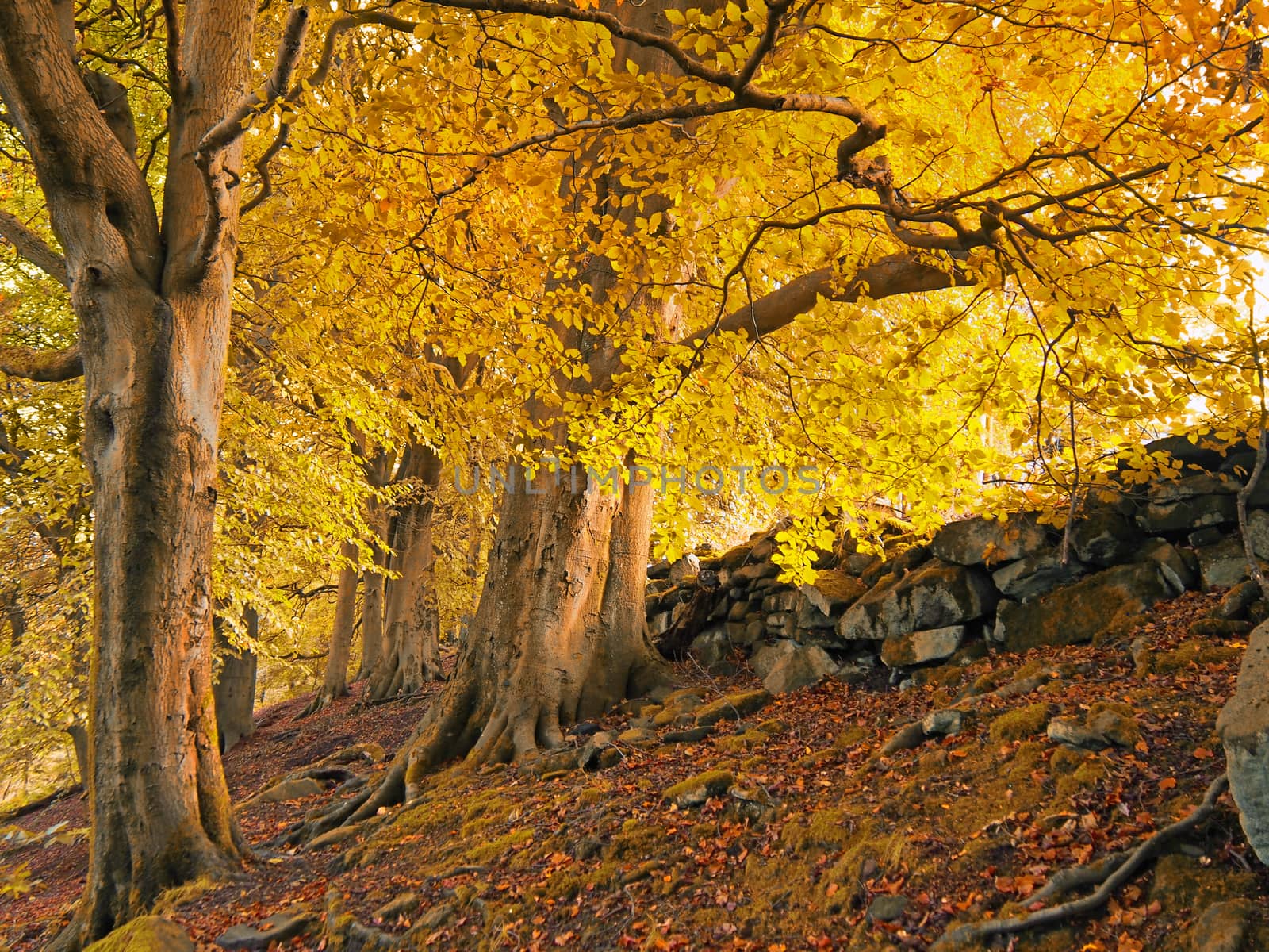 tall forest trees on a hillside with sunlight shining though golden orange autumn leaves