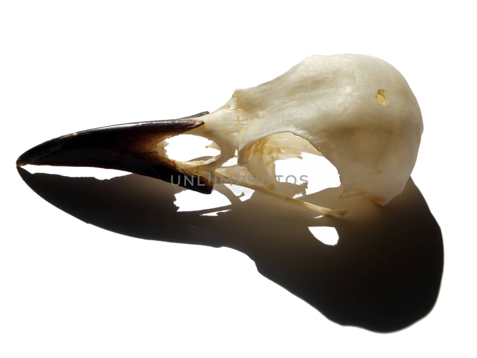 a side view of a crow skull with open on a white background with shadow