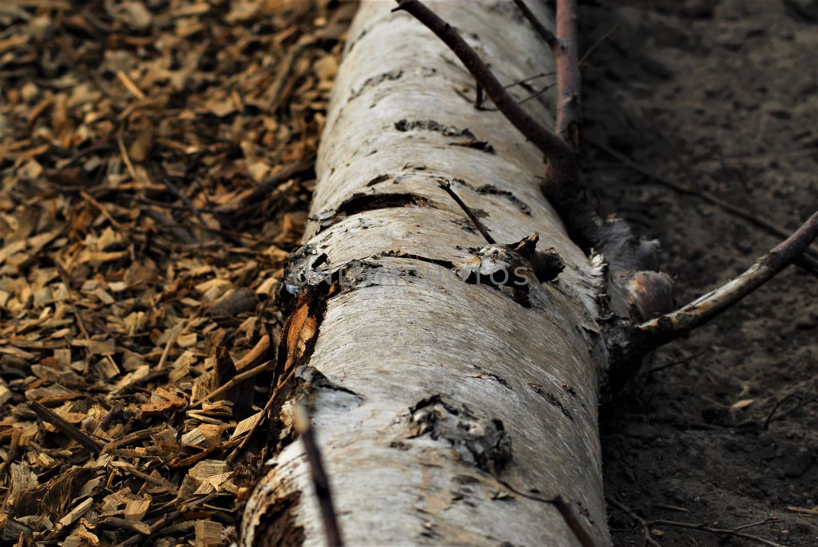 A birch trunk on the ground between wood chips and sand