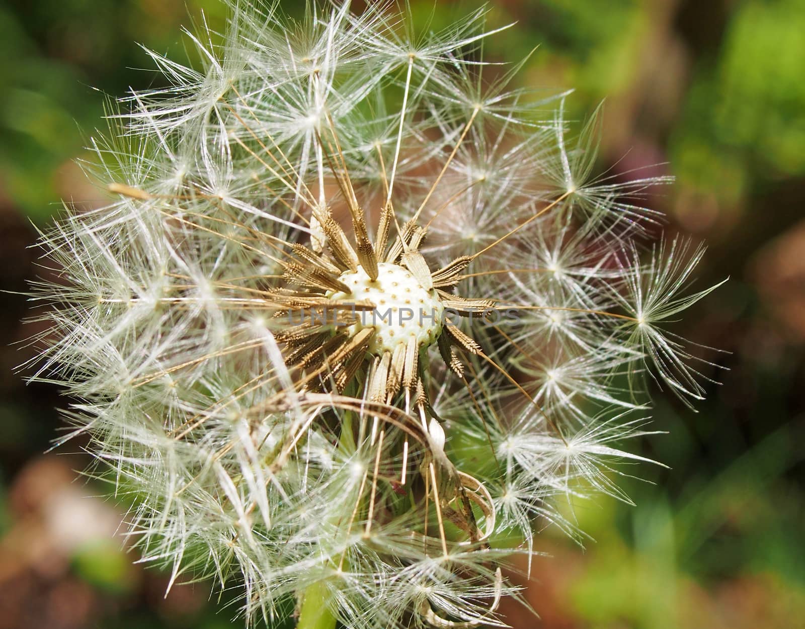 a dandelion clock in close up with seeds separating from the flower against a vibrant green background