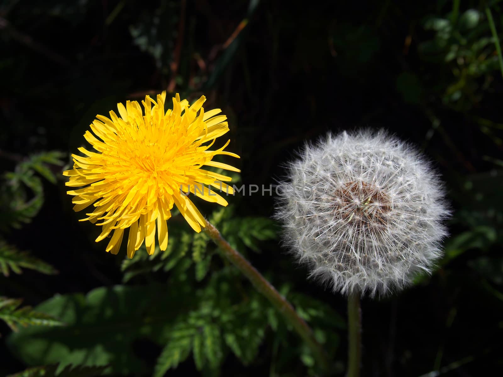 close up of a dandelion flower and puff ball next to each other on a dark background by philopenshaw