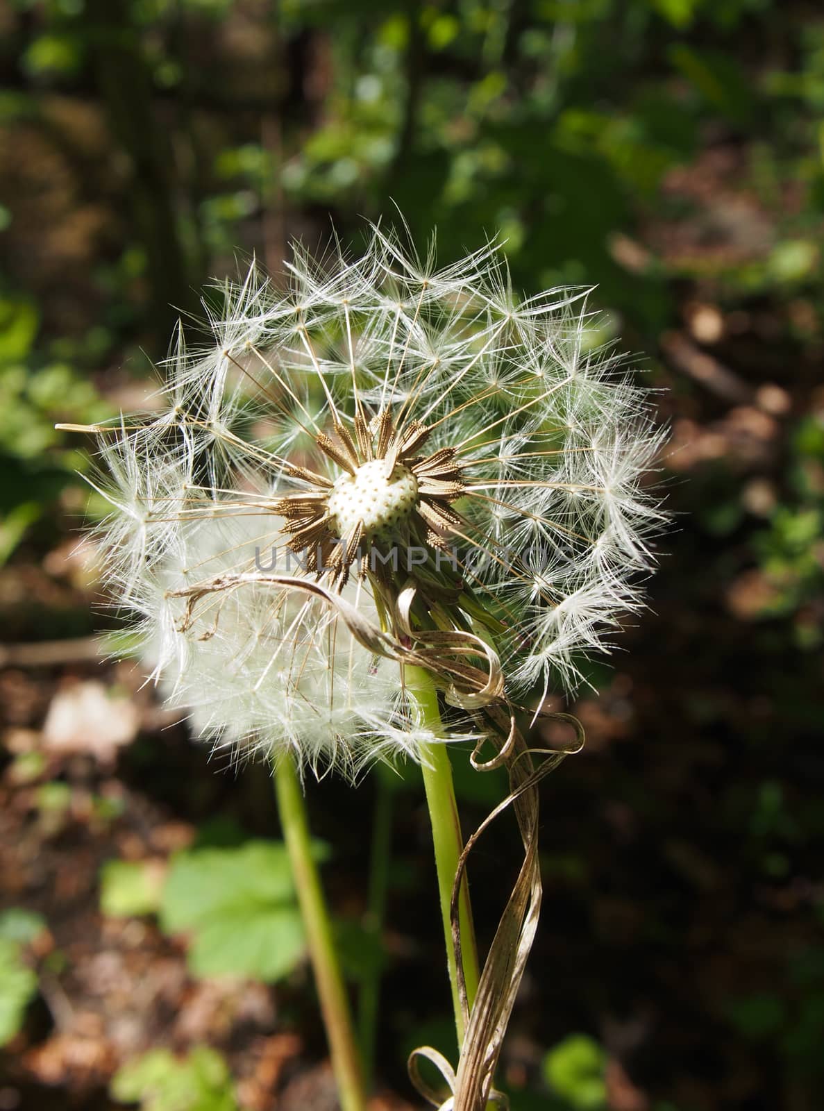 two dandelion clocks on a dark green sunlit meadow background