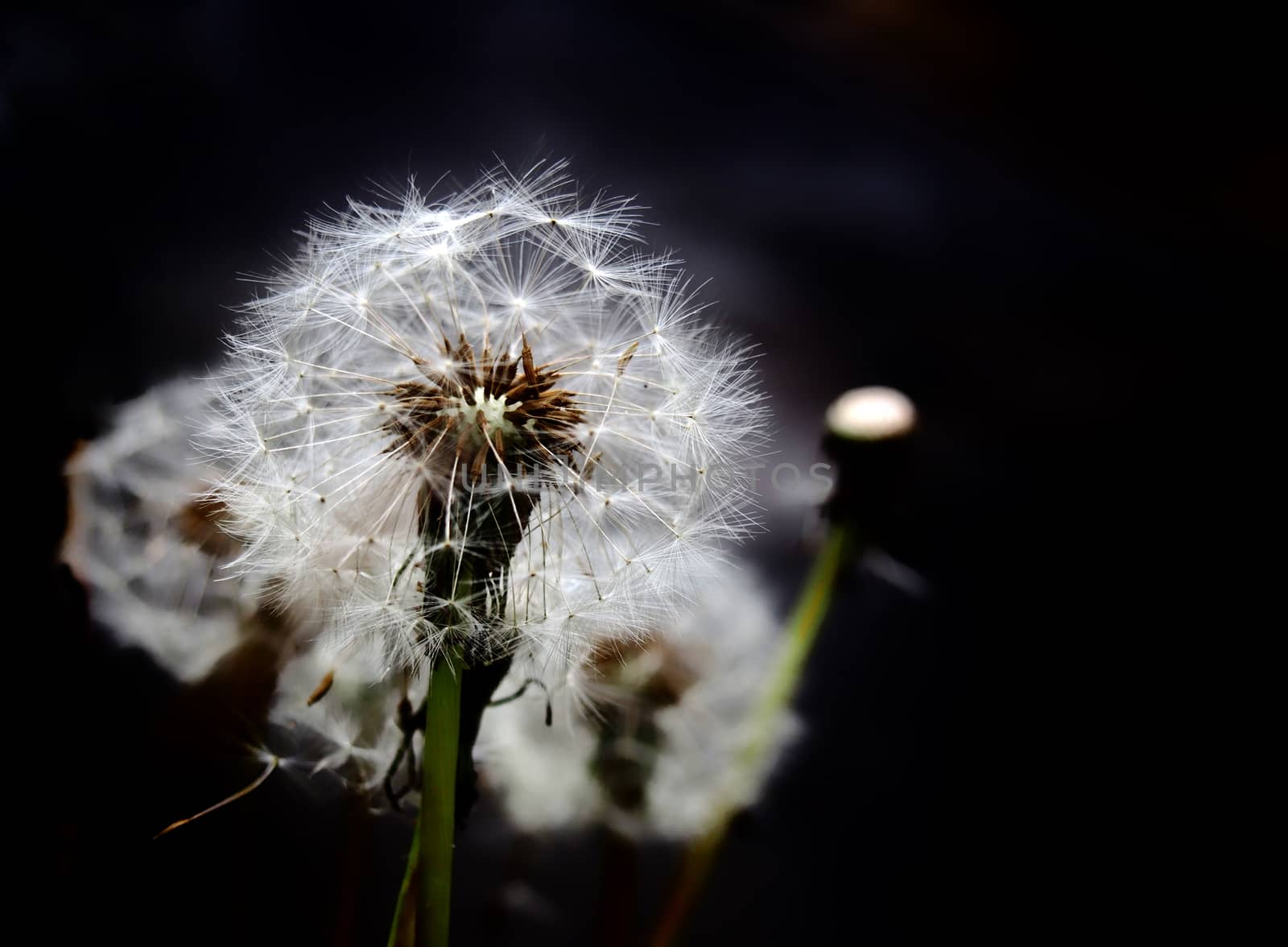 a group of white fluffy dandelion clocks on a dark background