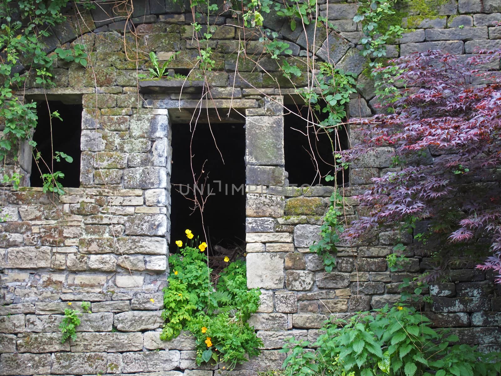 the facade of an abandoned stone rural house with empty windows and doorway overgrown with colorful weeds ivy and wildflowers