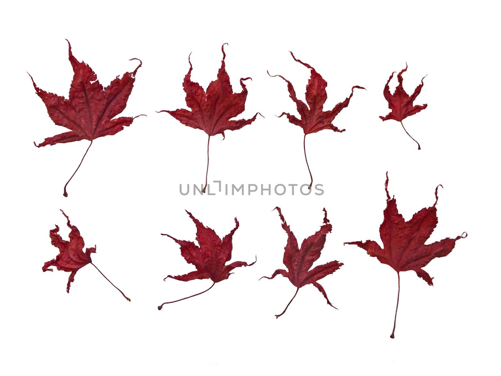 an arrangement of red autumn japanese maple leaves with shadows on a white background