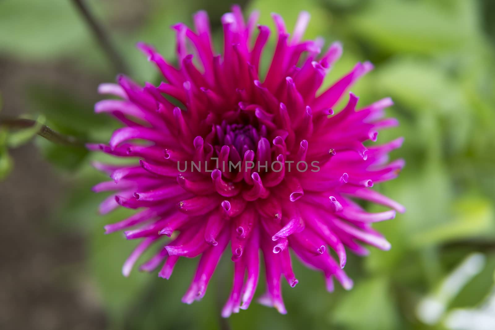 detail of pink flower growing in a garden during summer season