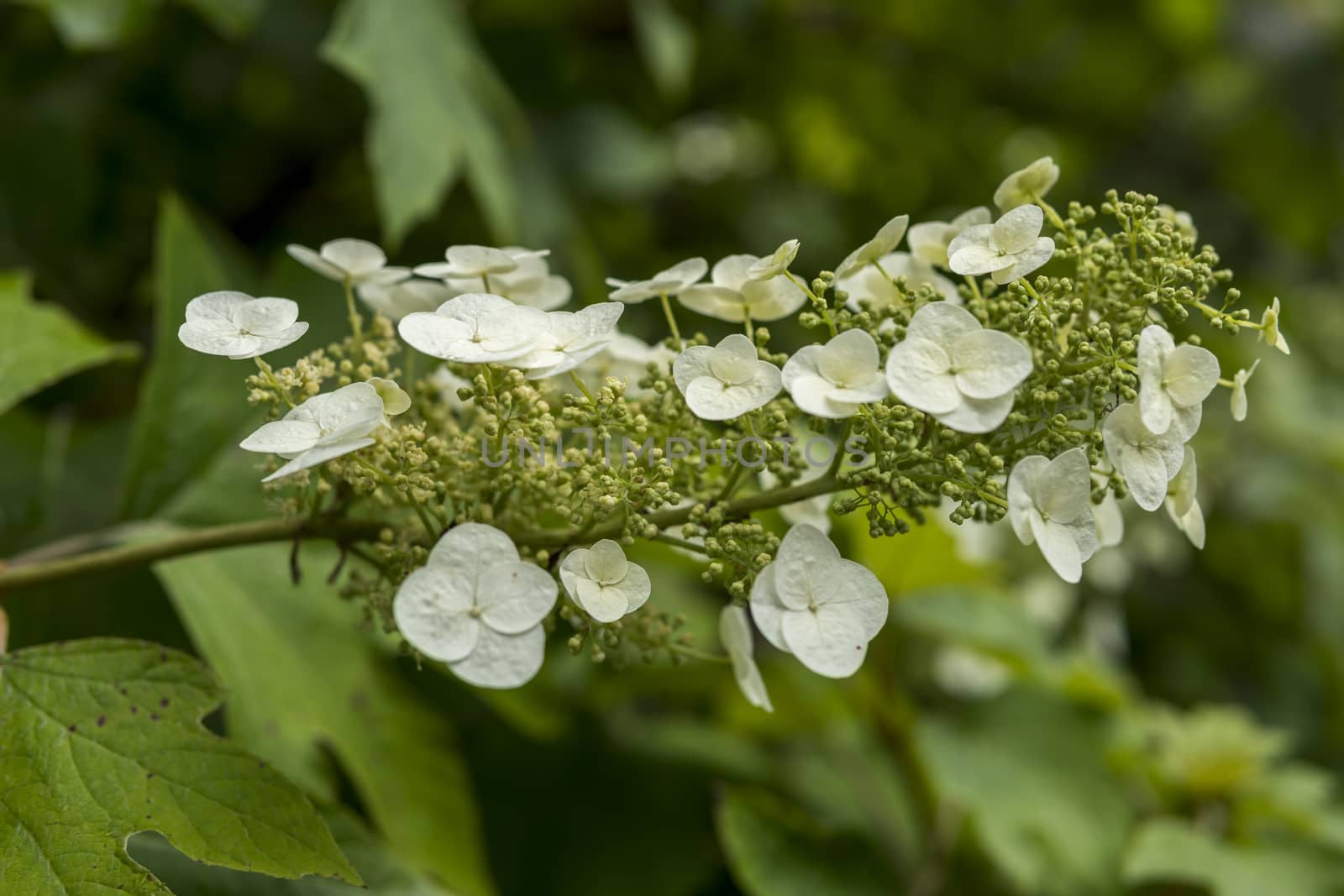 close up of hydrangea quercifolia by michal812