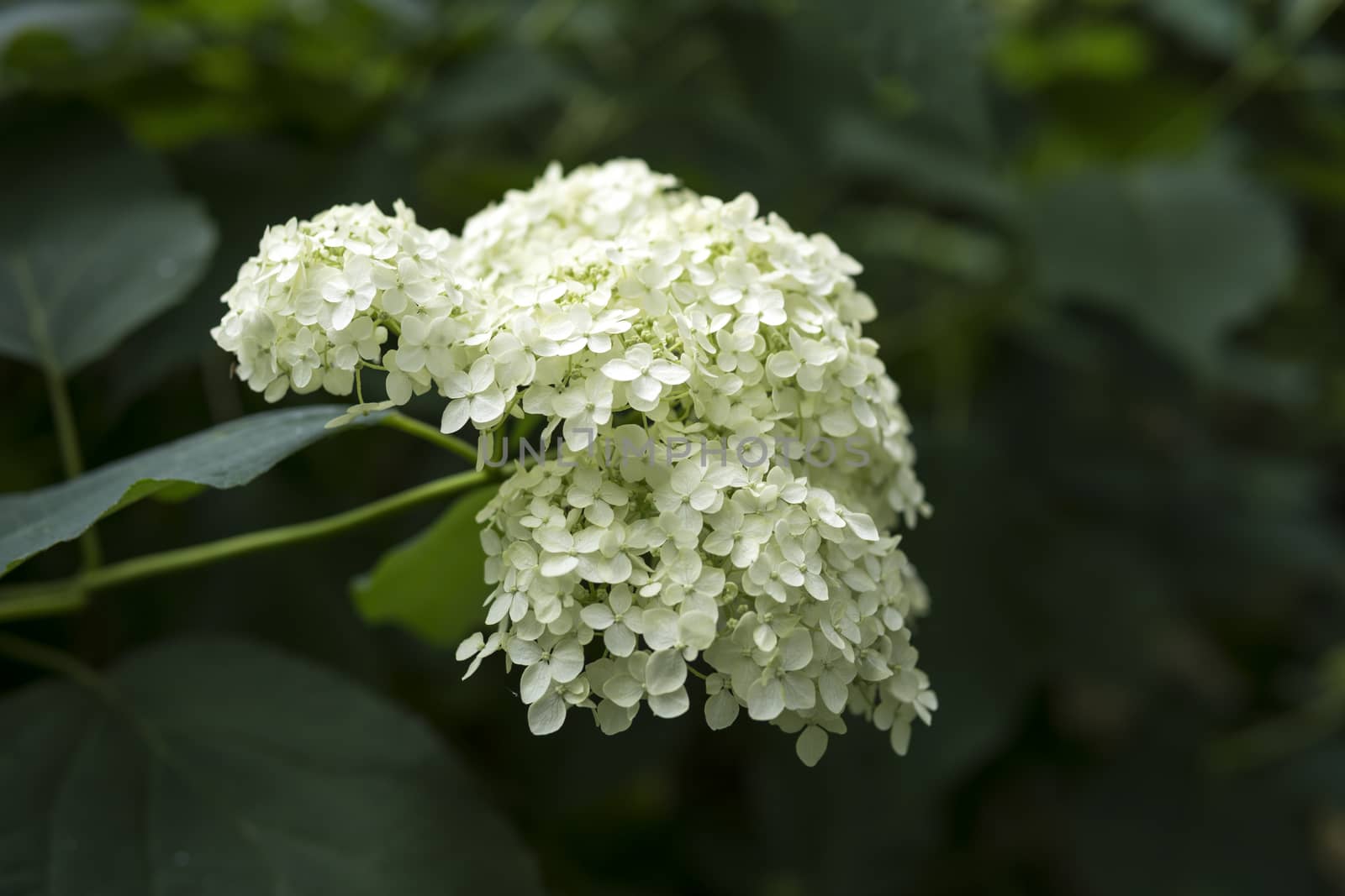 close up of Hydrangea arborescens by michal812