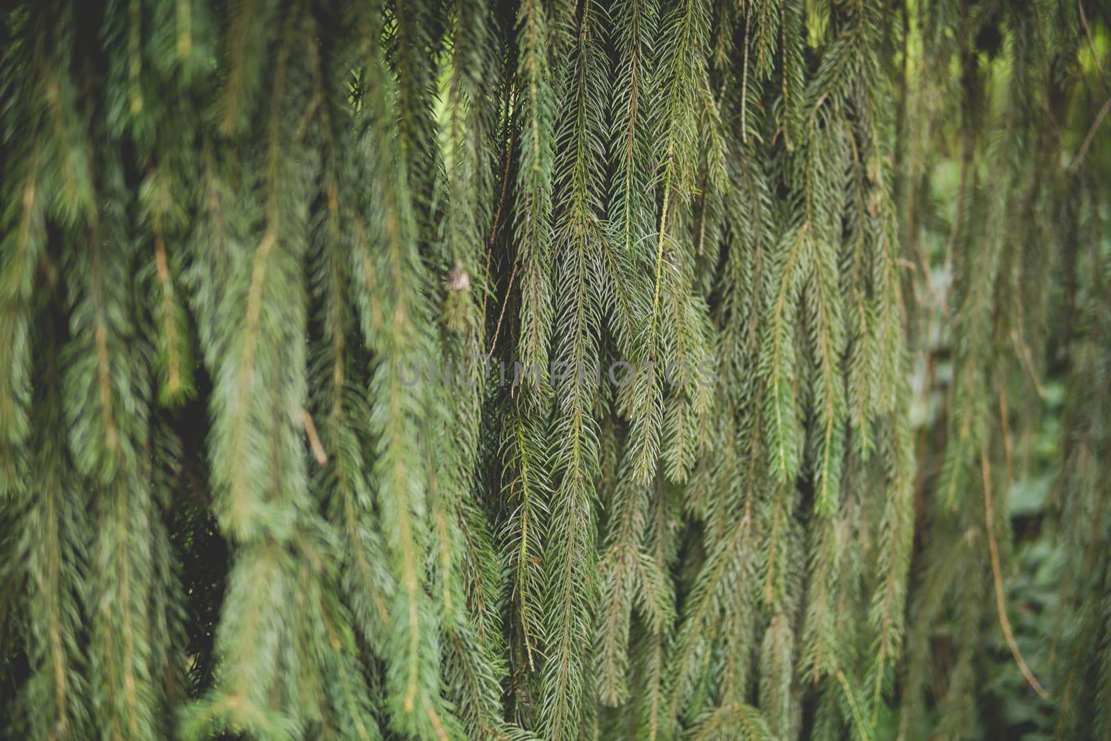 detail of needles of spruce growing in a garden during summer season