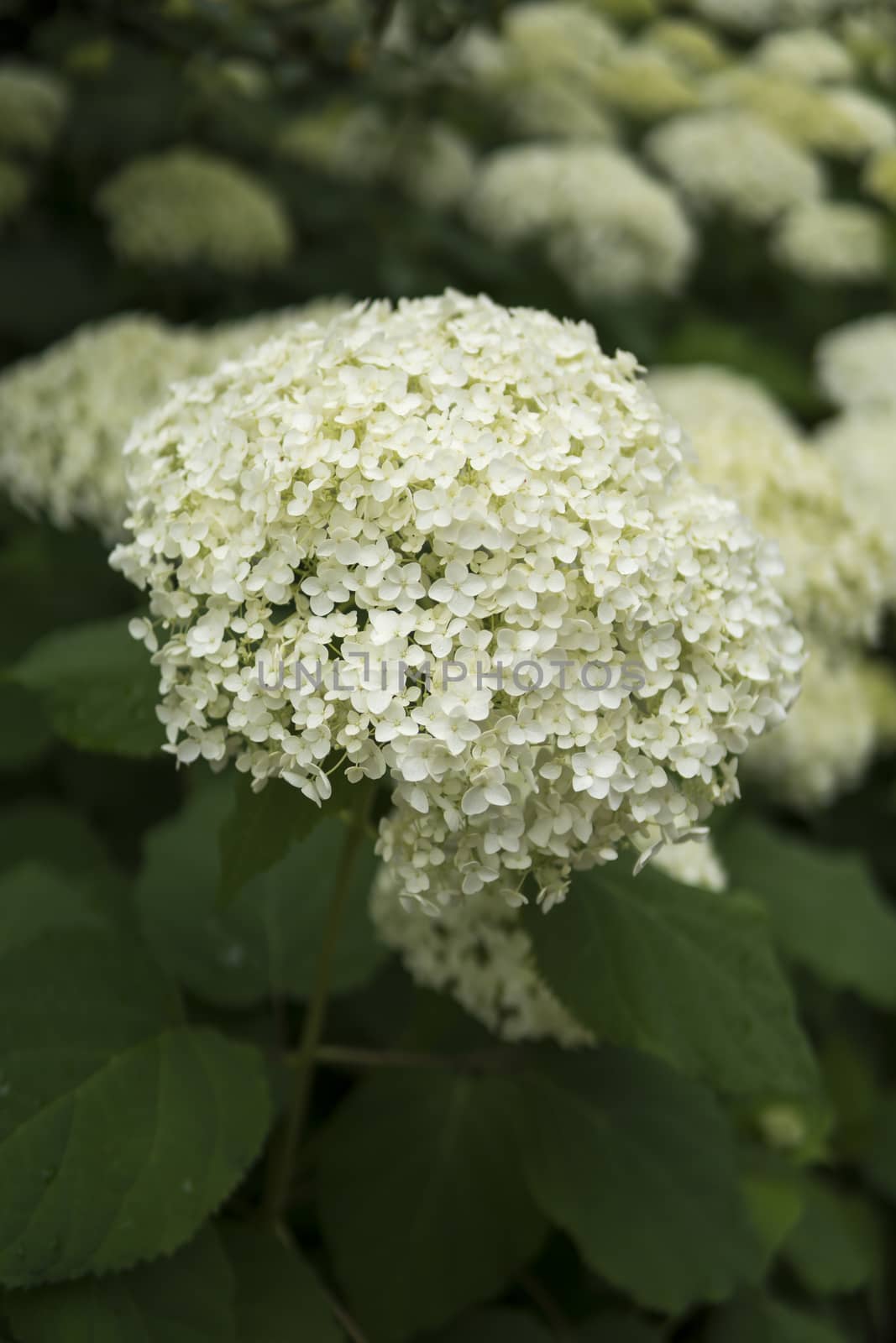 close up of Hydrangea arborescens by michal812