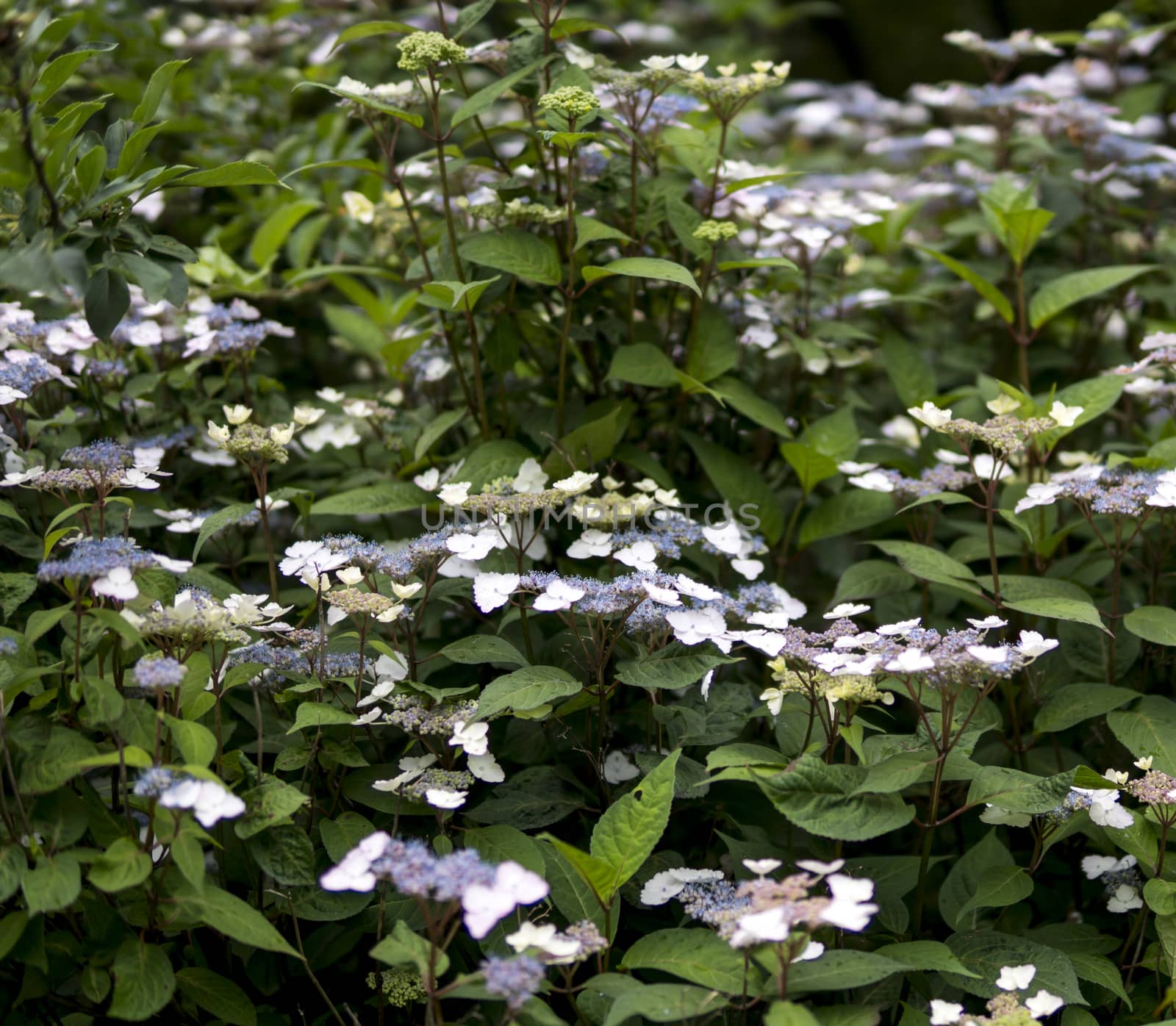 detail of Hydrangea macrophylla growing in a garden during summer season