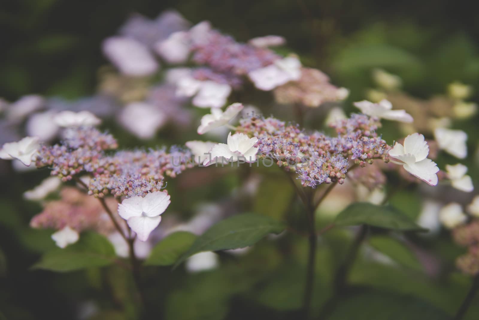 close up of Hydrangea macrophylla by michal812